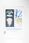 Contribution of arbuscular mycorrhizal fungi to th